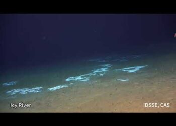 Вчені вперше зняли організми на межі океанських глибин