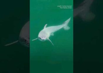 ДНК великих білих акул не піддається поясненню