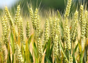 Россия наращивает импорт продовольствия и теряет статус крупнейшего аграрного экспортера