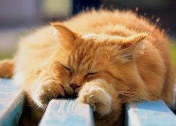 От адской жары до первых морозов: синоптик Диденко предупредила о непредсказуемой погоде