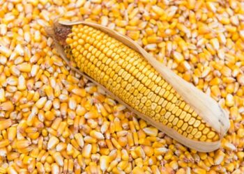 USDA изменил прогноз экспорта украинской кукурузы