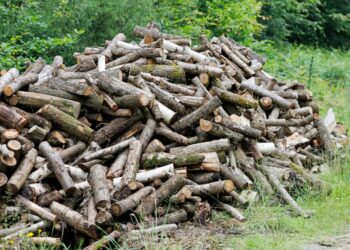 Успеть до холодов: сколько стоят дрова накануне отопительного сезона