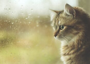 Погода приготовила “мокрый” сюрприз: кого ждут ливни с грозами и сильный ветер