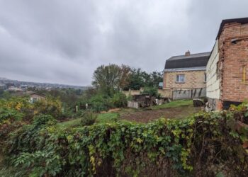 В Украине создали “черный список” деревьев: какие виды опасно сажать