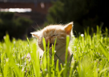 Осенняя неделя с сюрпризами: в Украину идут дожди и грозы – где ждать тепла