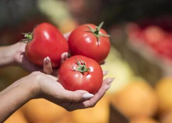 Помидоры становятся роскошью: украинцев предупредили о новом скачке цен