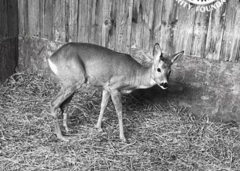 Маленьке серденько не витримало канонад вибухів під час масованої атаки рф: на Київщині загинула козуля, яку врятвали після ДТП