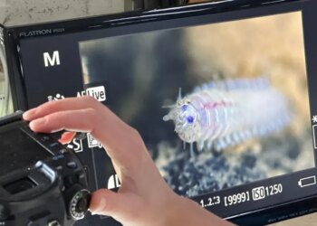 Видобуток корисних копалин у глибокому морі знищує понад третину тварин на морському дні – науковці