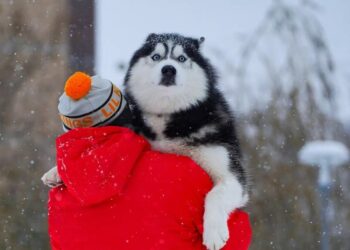 Вместо снега и морозов: какой погодой удивит антициклон в среду