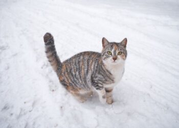 В Украину идет потепление, но ненадолго: когда снова ударят морозы