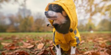 Антициклон и туманы: к чему готовиться украинцам в день зимнего солнцестояния