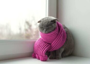 Погода в декабре: синоптик рассказал, ждать ли снега и морозов