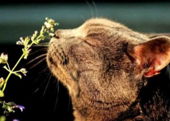 Весна близко: какой погоды ждать украинцам в последний день зимы