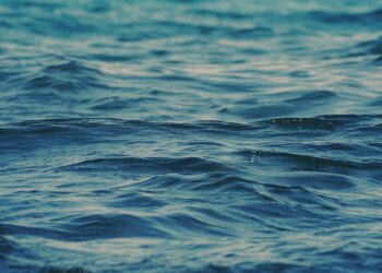 Україна втратила понад 272 тис. га морських заповідних акваторій через агресію рф – Академія наук