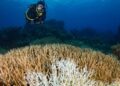 Океан під загрозою: у Сіднеї відбудеться глобальний форум із збереження рифів