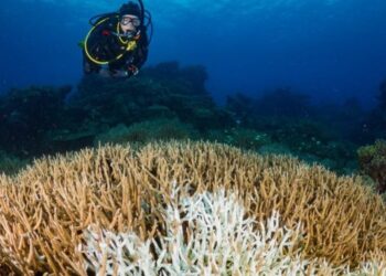 Океан під загрозою: у Сіднеї відбудеться глобальний форум із збереження рифів
