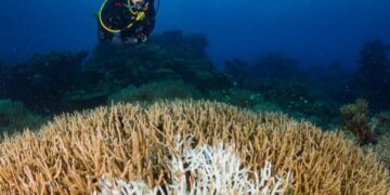 Океан під загрозою: у Сіднеї відбудеться глобальний форум із збереження рифів