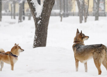 Адский холод и гололед: в Киеве объявили желтый уровень опасности