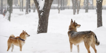 Адский холод и гололед: в Киеве объявили желтый уровень опасности