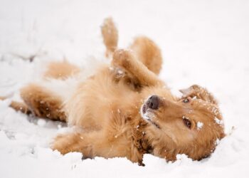 Ледяная ловушка на дорогах: украинцев предупредили об опасной погоде