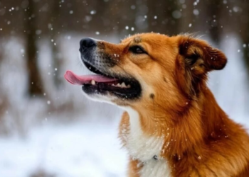 Морозный финал перед оттепелью: синоптик назвала дату долгожданного потепления в Украине