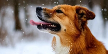 Морозный финал перед оттепелью: синоптик назвала дату долгожданного потепления в Украине