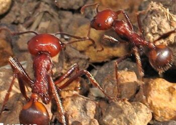 У Кенії набирає обертів новий вид незаконної торгівлі