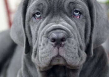 МОН дозволило впроваджувати в школах уроки гуманного ставлення до тварин