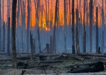 Довкілля та війна: що відбувається з українськими лісами, степами та заповідниками