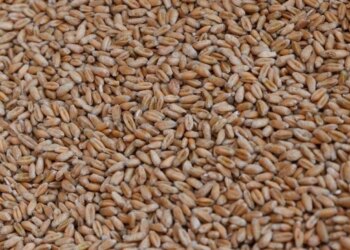 рф викрала 2 млн тонн українського зерна минулого року та продала його в Африці, Азії та Європі – Сибіга