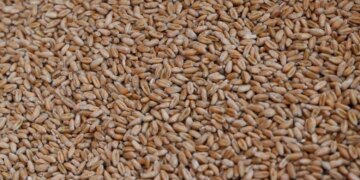 рф викрала 2 млн тонн українського зерна минулого року та продала його в Африці, Азії та Європі – Сибіга