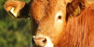 У Новосибірській області триває конфлікт через забій тварин