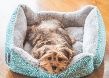 Весеннее тепло с сюрпризами: где в Украине пригреет до +16, а где ударят ночные морозы