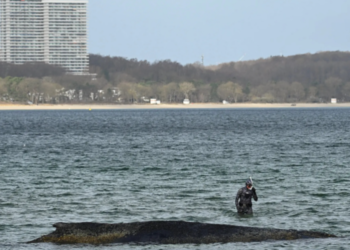 У Німеччині врятували кита, який застряг на мілині, але небезпека ще не минула