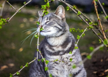 Ночной “минус” и первые весенние дожди: как изменится погода в Украине в начале недели