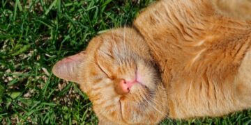 Аномальная жара или холод: как феномен Эль-Ниньо повлияет на лето в Украине