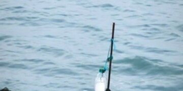 Узбережжя Азовського моря під окупованим Генічеськом всіяне трупами лебедів