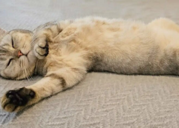 В Украину идут сильные заморозки и мокрый снег: какой погоды ждать на Пасху