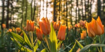 От ночных заморозков до резкого потепления: к чему готовиться украинцам в начале недели