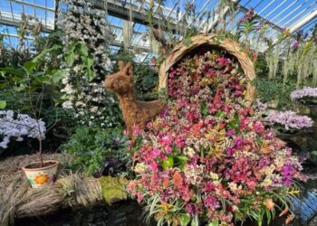 В Україні очікуються дощі та місцями мокрий сніг