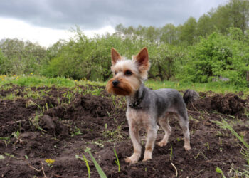 Погода разделит Украину: где пройдут дожди, а где ждать жары до +19