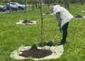 У столиці висадили 633 дерева та кущі