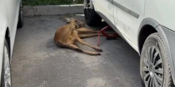 У Києві оленятко сховалося під автівкою від обстрілу