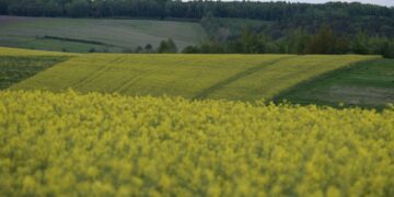 Завдяки миту переробка ріпаку збільшилася майже втричі. Що це дає для економіки?