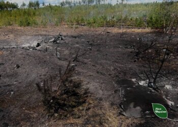 В Україні за тиждень через ворожі атаки вигоріли 84 гектари лісу