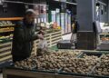 Картопля може подорожчати до 23 гривень за кілограм: що буде з цінами до кінця року